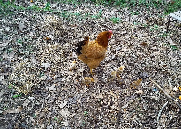 Çiftlik konaklama Yesil Bahce Bungalow - Ahsap Evler *