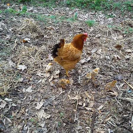 Çiftlik konaklama Yesil Bahce Bungalow - Ahsap Evler *