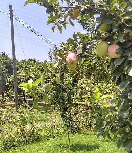 Yesil Bahce Bungalow - Ahsap Evler